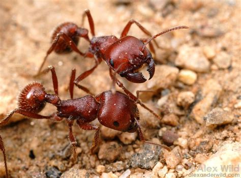 red harvester ants pogonomyrmex barbatus